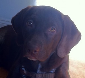 Allpower-Team-Hund
