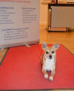 Hund-Pito